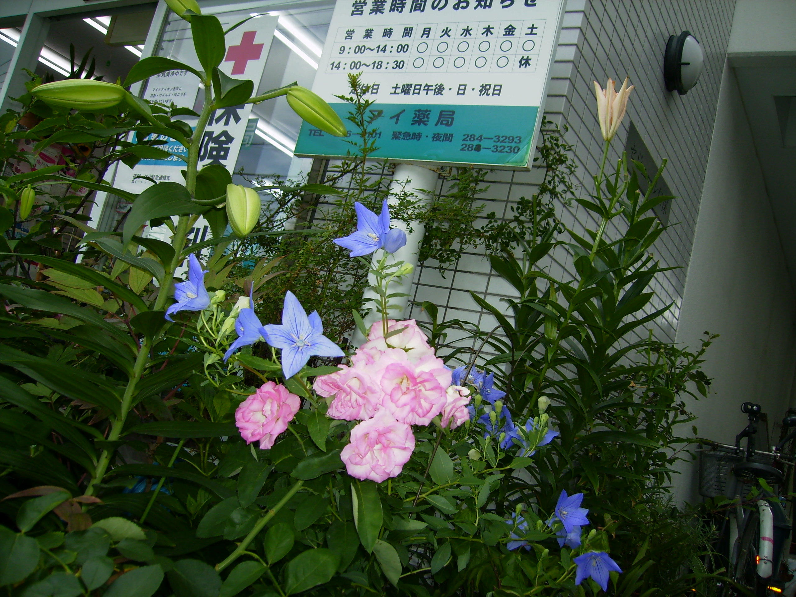 �G�߂̉ԁX�����o�}�����܂�